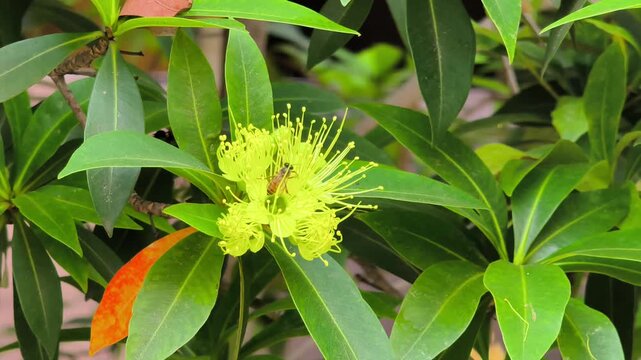 Vibrant Yellow Penda Blossom with Honeybee. A honeybee collects nectar from a bright yellow penda flower surrounded by lush green leaves. Perfect for nature lovers and botanical. Nature clip 4k 60fps.