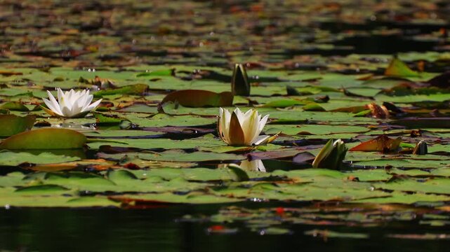 Blooming white water lilies on the surface of a pond among green leaves
