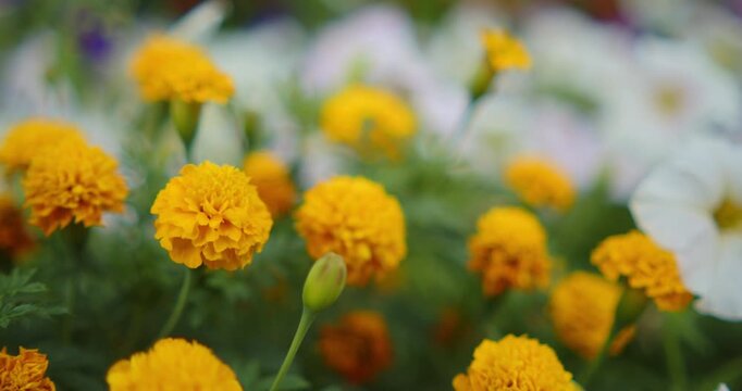 Yellow marigold bloom on a bright spring day. Vibrant flowers blooming in a park. Handheld shot of flowers in a garden.