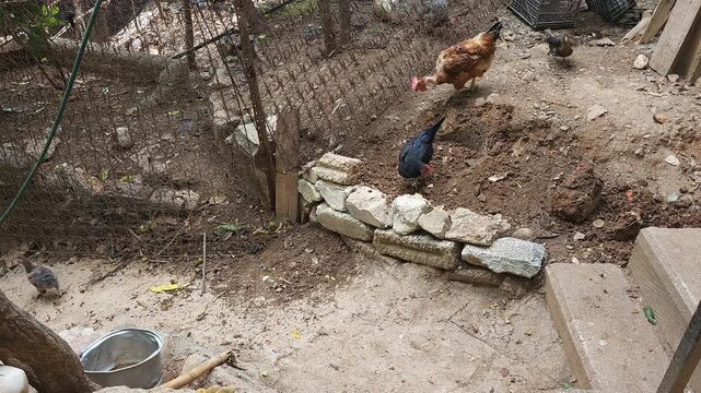 Chickens and Roosters Roaming Together Searching for Food in Garden Yard
