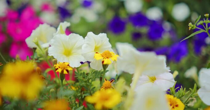 Vibrant flower garden filled with white petunias and yellow flowers blooming in soft daylight. Real time shot of yellow marigolds and white petunias blooming in a garden.