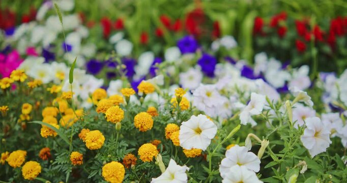 Flower bed filled with vibrant yellow marigolds and white petunias blooming in soft daylight. Slow motion focus racking shot of yellow flowers and petunias blooming in a garden.