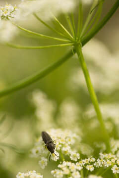 Black click beetle on tiny white flowers