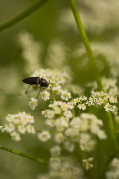 Small black click beetle on tiny white wildflowers