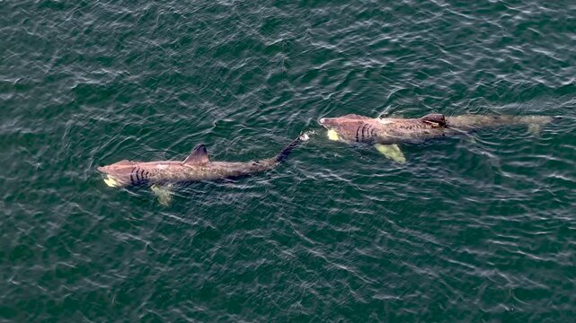 Aerial view of basking sharks at Muckross Head ,Donegal - Ireland