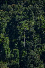 Fototapeta premium A tall tree stands out in dense forest canopy