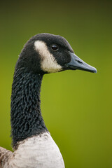 A detailed portrait of a wild Canada goose © Cavan