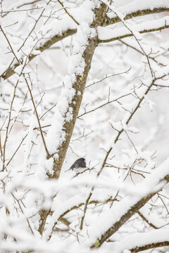 Darkeyed Junco perched in snow covered tree