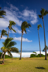 Fototapeta premium Scenic view of palm trees on Grande Anse beach at sunset, Reunio