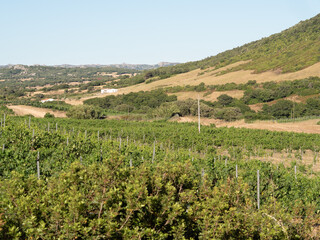 Obraz premium Rural vineyard landscape with rolling green hills