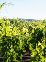 Obraz premium Sunlit green grapevine leaves on the vine
