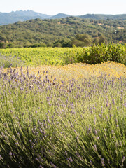 Obraz premium Beautiful lavender field blooming in the countryside