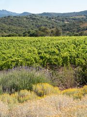 Obraz premium Lush green vineyard with wildflowers and hills