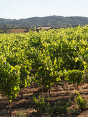 Obraz premium Sunlit grape leaves on vines in a vineyard