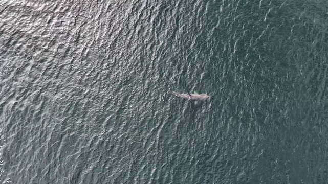 Aerial view of basking sharks in Donegal Bay - Ireland