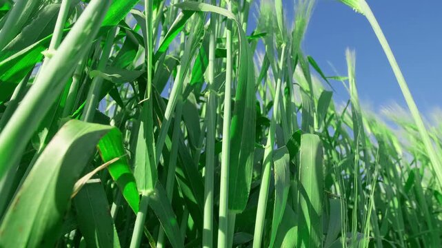 green ears of field are swaying in wind, bottom view, slow motion
