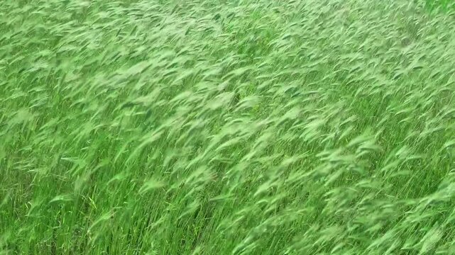 green ears of field are swaying in wind, slow motion
