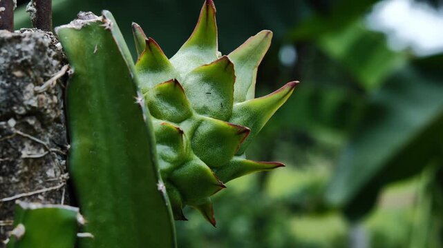 Young Green Dragon Fruit Growing on the Cactus Vine