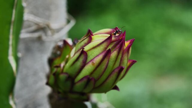 Dragon Fruit Flowers Growing on a Tree in a Farm