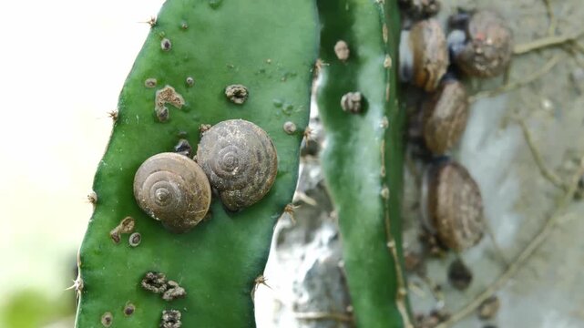 Small Snail Crawling Slowly on a Vibrant Green Plant Stem