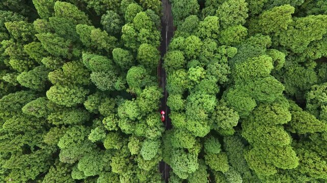 ドローンで撮る日本の風景　新緑の深い森の中を通る一本道と赤い車のシネマティックな真上からの空撮