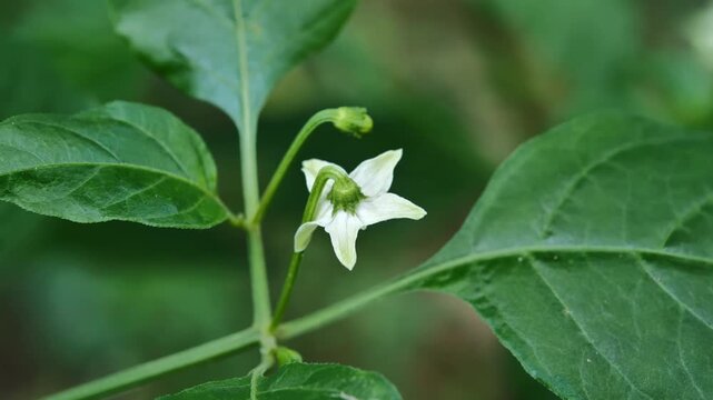 Small White Chili Flower Blooming on the Pepper Plant