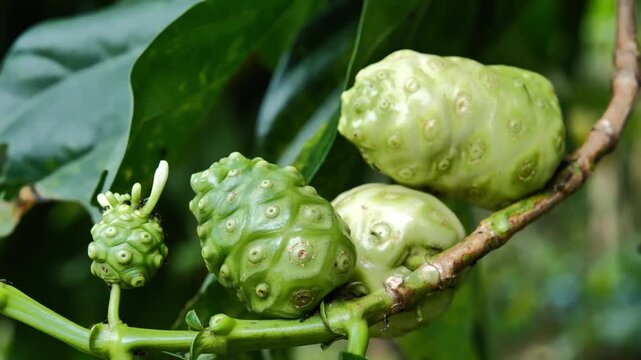 Noni Fruit Growing on a Tree