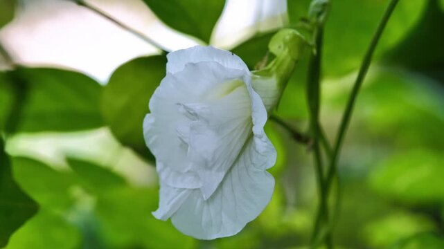 Vibrant white Butterfly Pea Flowers Blooming on the Vine