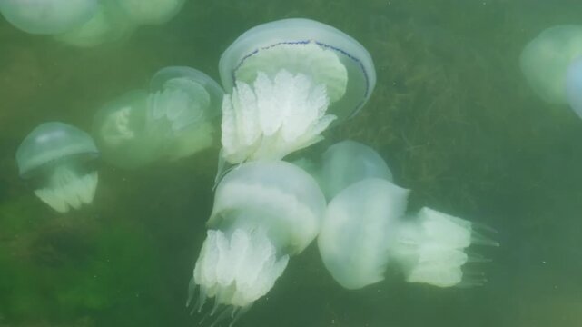 jellyfish swim in seawater, slow motion

