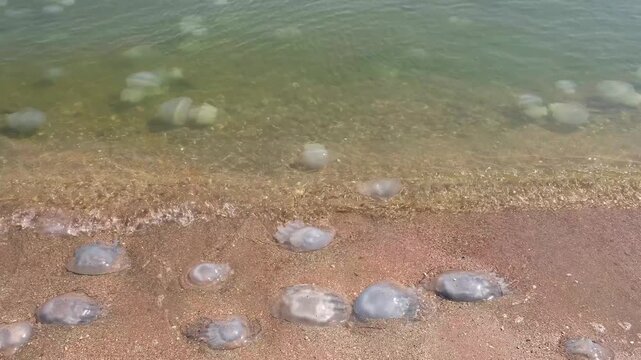 dead jellyfish in surf on beach, slow motion
