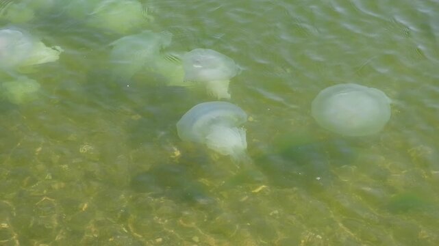 jellyfish swim in shallow water in sea, slow motion
