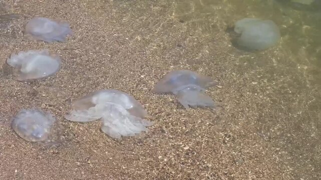 dead jellyfish in surf on beach close-up, slow motion
