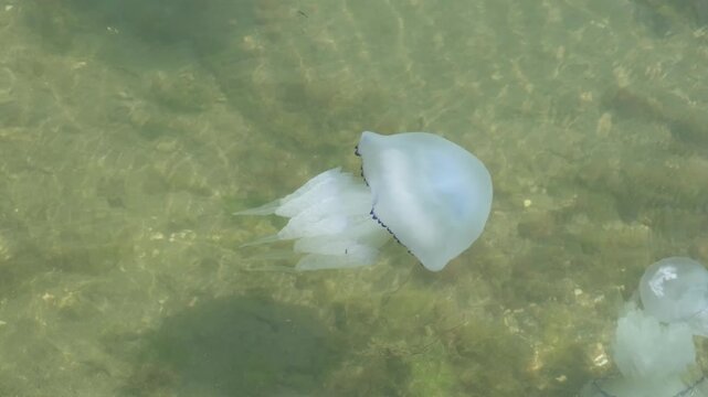jellyfish swims in sea close-up, slow motion
