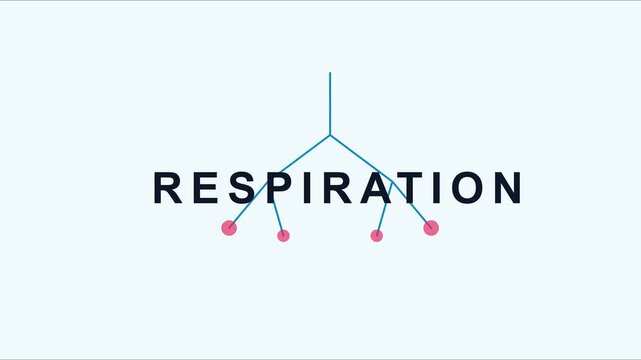Respiration biological process animation: human respiratory system anatomy diagram 4k biology