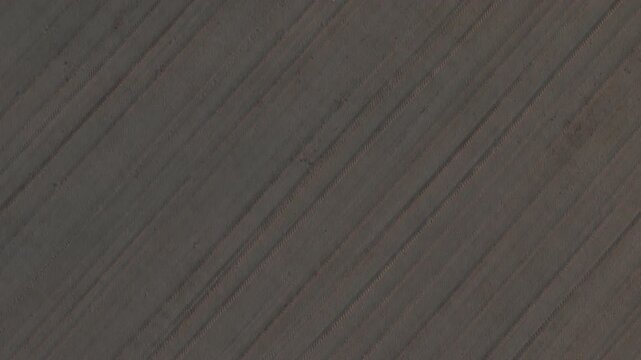 Young maize crop in the Po Valley near Cremona, Lombardy, Italy, revealing parallel planting rows, cultivated agricultural field, fertile farmland and textured soil, top-down drone flyover.