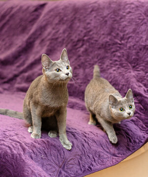 Two Curious Grey Russian Blue Kittens Sitting on a Purple Textured Blanket Indoors