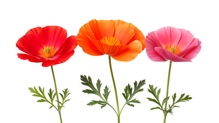 Obraz premium Three vibrant poppy flowers in red orange and pink isolated on transparent background for floral design