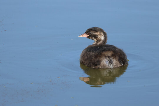 A cute baby Little Grebe, Tachybaptus ruficollis, swimming on a lake.