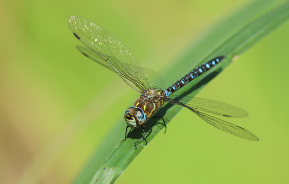 A male Migrant Hawker Dragonfly, Aeshna mixta, perching on a reed at the edge of a pond.