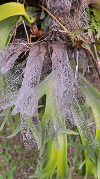 Macro shot of dried skeleton leaf on staghorn fern platycerium plant