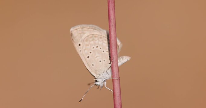 Common Grass Blue morning preening routine, tapping feet and grooming head; detailed look at dawn winter launch preparation