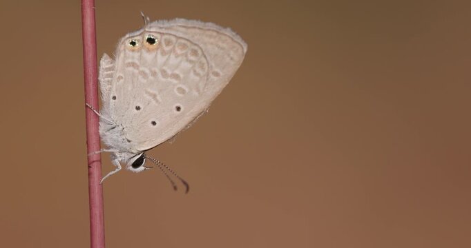 Closeup Gram Blue butterfly tapping feet on winter grass straw; slow motion macro dawn warming