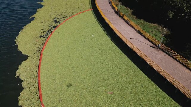 Invasive aquatic plants in Lake Paranoa, Brasilia, Federal District, Brazil, revealing dense floating vegetation, containment boom, lakeside boardwalk and reservoir shoreline, drone orbit descent.