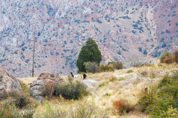 Fototapeta premium Scenic view of dry mountain slope with juniper trees and dogs in Fann Mountains