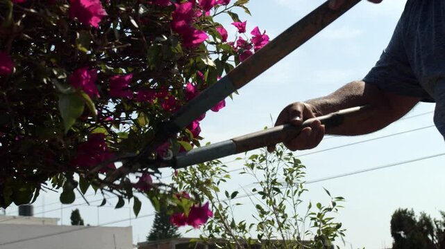 Close-up shot focusing on the hands of a gardener using large manual hedge shears to trim and prune a vibrant pink bougainvillea bush outdoors under bright daylight.