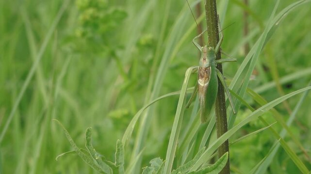Green bush cricket resting on a grass stem in a lush meadow with a soft blurred natural background, highlighting camouflage and summer wildlife.