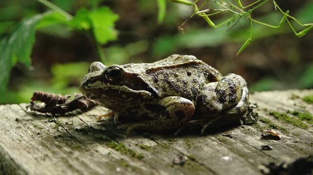Brown patterned frog resting on a weathered wooden surface with moss, fallen leaves, and soft green vegetation in the background.