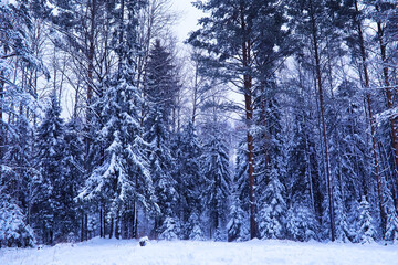 Obraz premium The forest is covered with snow. Frost and snowfall in the park. Winter snowy frosty landscape.