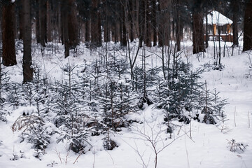 Obraz premium Winter forest. Landscape of the park in winter. Snow-covered trees at the edge.