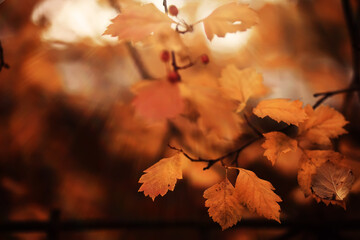 Obraz premium Lively closeup of falling autumn leaves with vibrant backlight from the setting sun